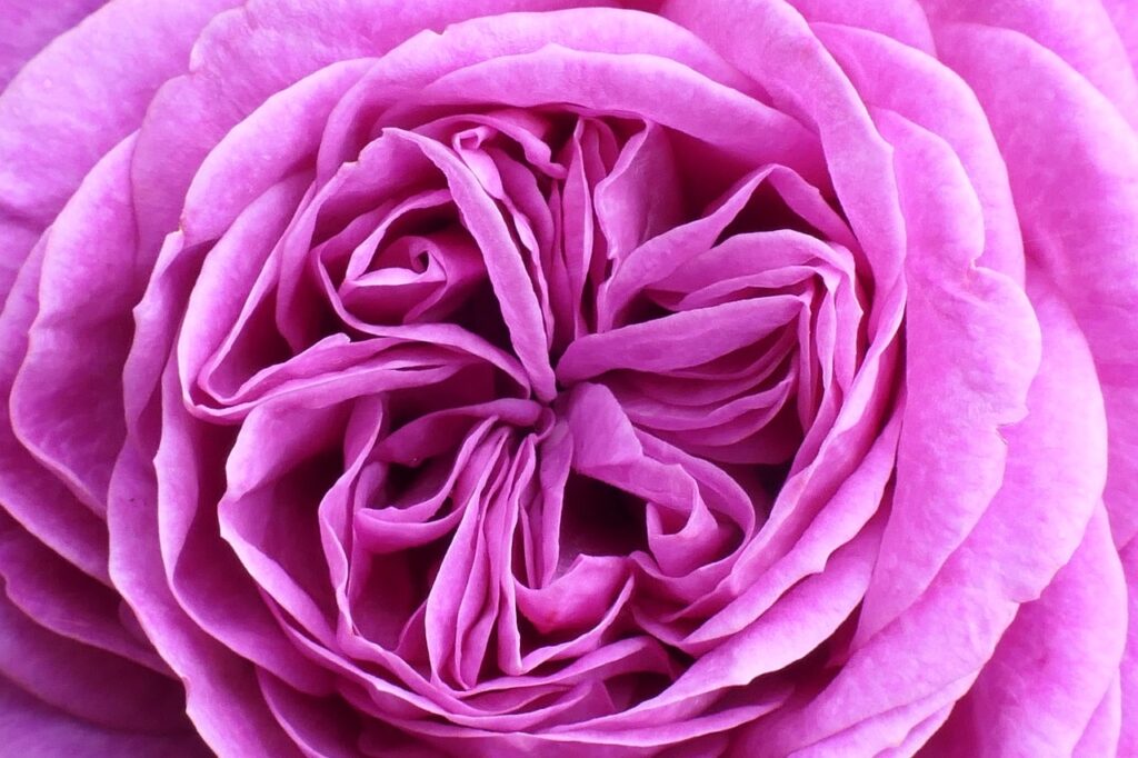 rose, flower wallpaper, flower, rose flower, flower background, plant, petals, bloom, blossom, pink flower, fragrance, garden, summer, nature, rose, beautiful flowers, rose, rose, rose, rose
